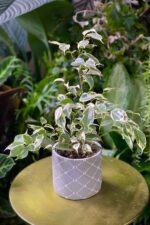 Zdjęcie rosliny doniczkowej Ficus benjamina Starlight, ujęcie 2