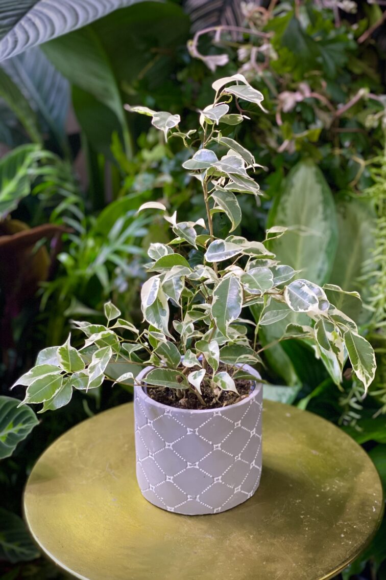 Zdjęcie rosliny doniczkowej Ficus benjamina Starlight, ujęcie 2