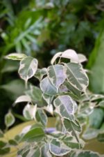 Zdjęcie rosliny doniczkowej Ficus benjamina Starlight, ujęcie 3