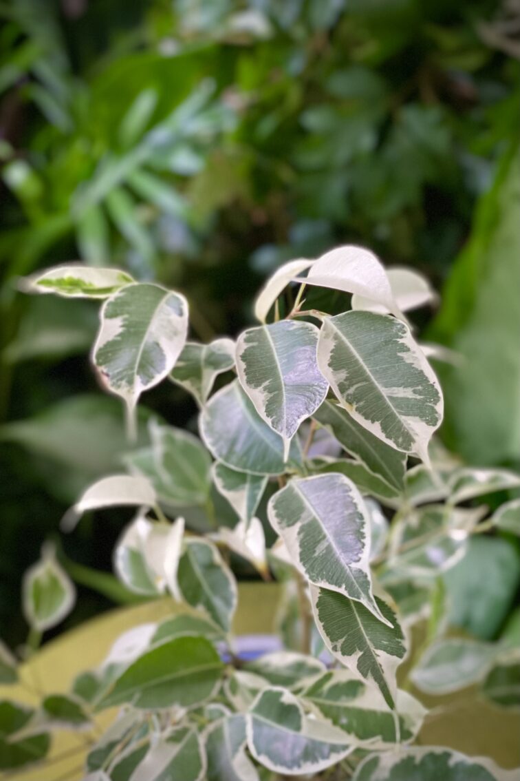 Zdjęcie rosliny doniczkowej Ficus benjamina Starlight, ujęcie 3
