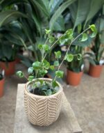 Zdjęcie rosliny doniczkowej Ficus Boucle Bush, ujęcie 1