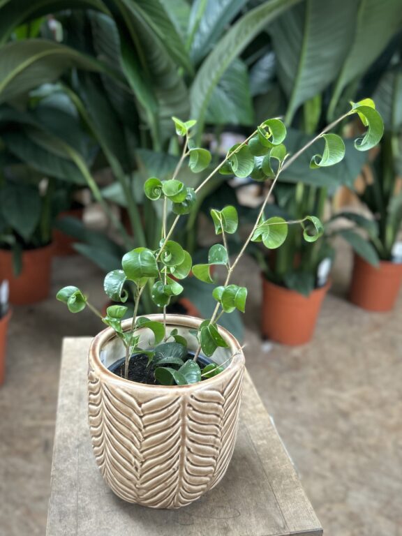 Zdjęcie rosliny doniczkowej Ficus Boucle Bush, ujęcie 1