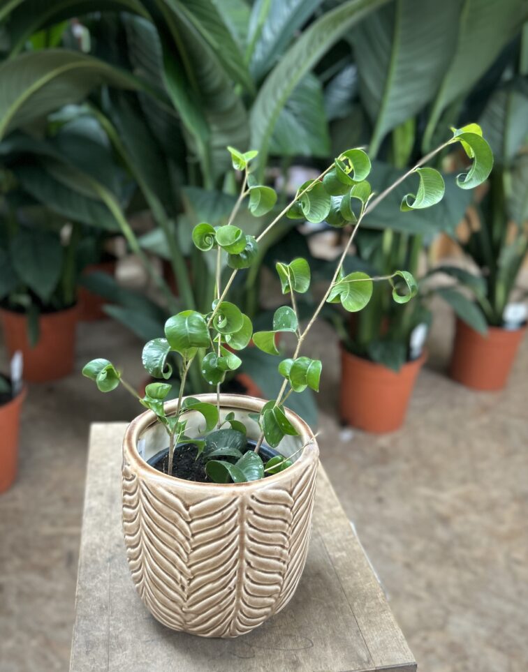 Zdjęcie rosliny doniczkowej Ficus Boucle Bush, ujęcie 1