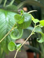 Zdjęcie rosliny doniczkowej Ficus Boucle Bush, ujęcie 2