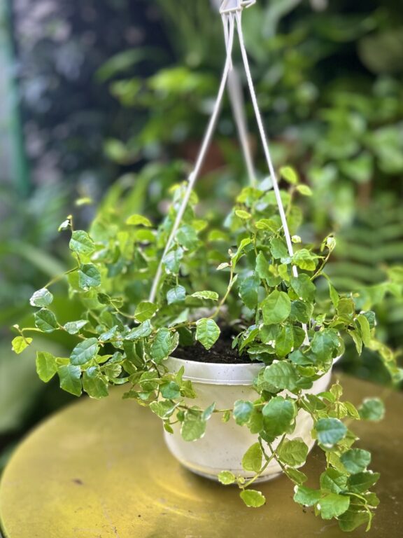 Zdjęcie rosliny doniczkowej Ficus pum. White Sunny, ujęcie 1