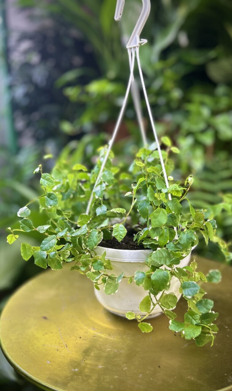 Zdjęcie rosliny doniczkowej Ficus pum. White Sunny, ujęcie 1