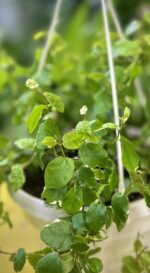Zdjęcie rosliny doniczkowej Ficus pum. White Sunny, ujęcie 2