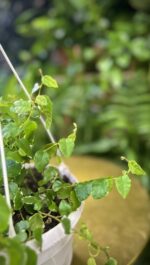 Zdjęcie rosliny doniczkowej Ficus pum. White Sunny, ujęcie 3