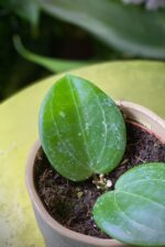 Zdjęcie rosliny doniczkowej Hoya Puom Siam Ruby, ujęcie 3