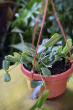 Zdjęcie rosliny doniczkowej Hoya rotundiflora, ujęcie 1