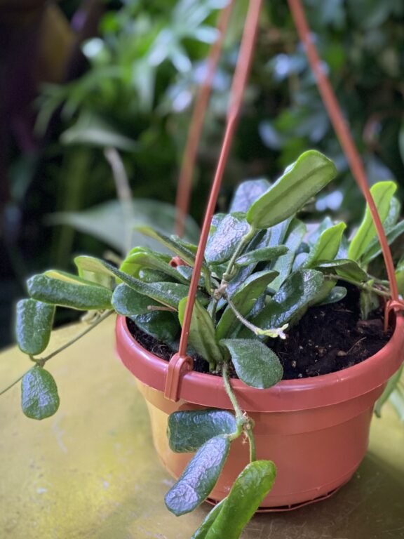 Zdjęcie rosliny doniczkowej Hoya rotundiflora, ujęcie 1