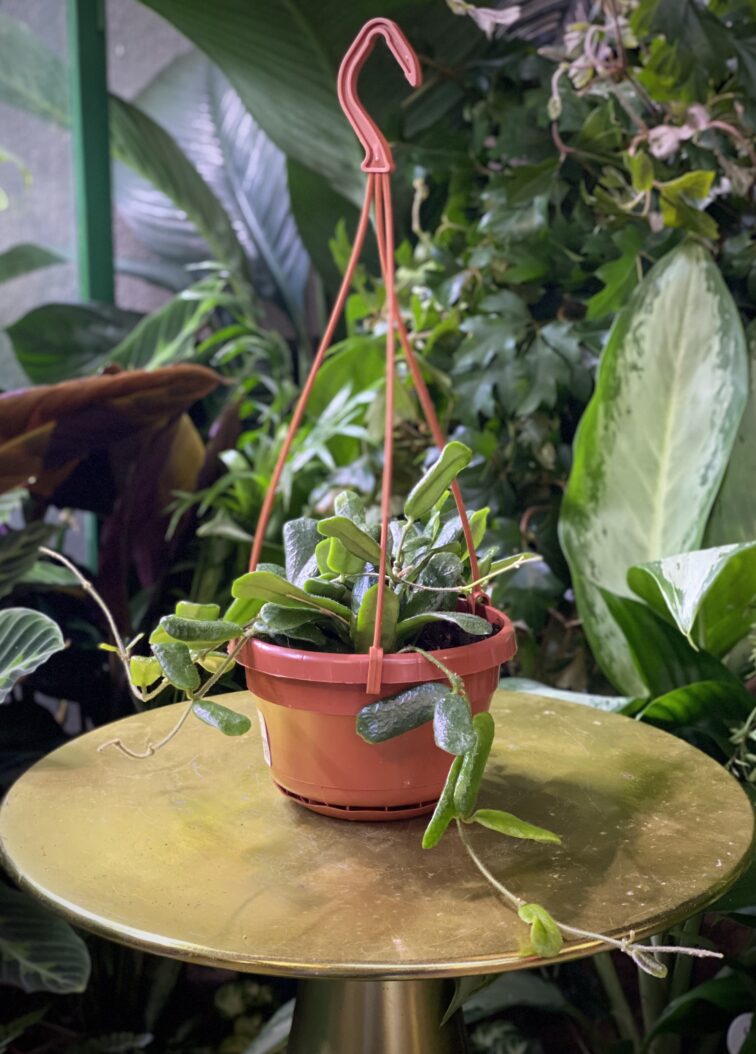 Zdjęcie rosliny doniczkowej Hoya rotundiflora, ujęcie 2