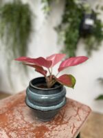 Zdjęcie doniczki lub oslonki: Osłonka Censer 10 × 12 cm, ujęcie 2