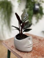 Zdjęcie doniczki lub oslonki: Osłonka Mouth 8 × 8 cm, ujęcie 2
