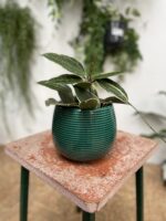 Zdjęcie doniczki lub oslonki: Osłonka Nefryt 12 × 13 cm, ujęcie 2