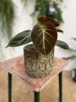 Zdjęcie doniczki lub oslonki: Osłonka Stigmaria 12 × 13 cm, ujęcie 2