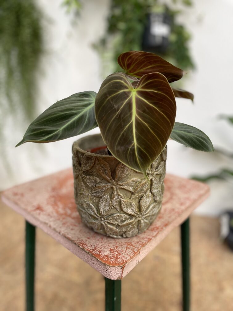 Zdjęcie doniczki lub oslonki: Osłonka Stigmaria 12 × 13 cm, ujęcie 2