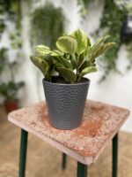 Zdjęcie doniczki lub oslonki: Osłonka Tapioka 12 × 16 cm, ujęcie 2