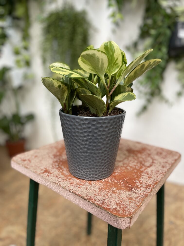Zdjęcie doniczki lub oslonki: Osłonka Tapioka 12 × 16 cm, ujęcie 2