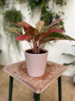 Zdjęcie doniczki lub oslonki: Osłonka Tapioka Pink, ujęcie 2