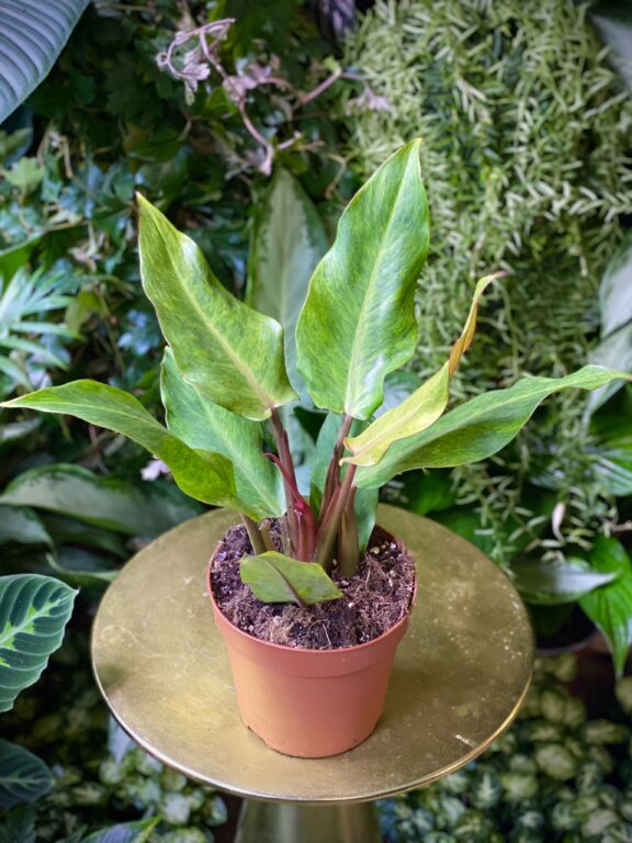 Zdjęcie rosliny doniczkowej Philodendron Orange Marmelade, ujęcie 1