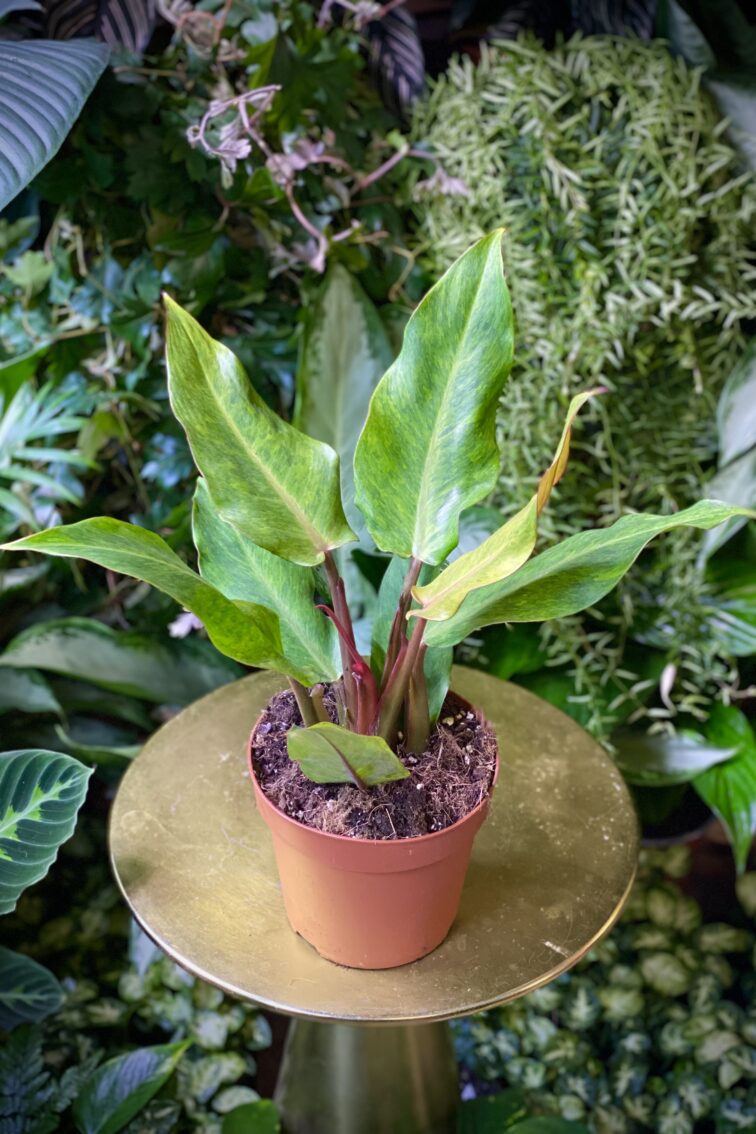 Zdjęcie rosliny doniczkowej Philodendron Orange Marmelade, ujęcie 1