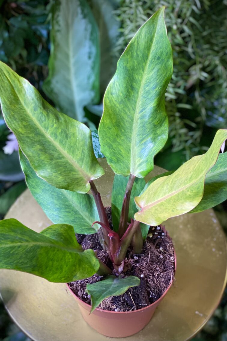 Zdjęcie rosliny doniczkowej Philodendron Orange Marmelade, ujęcie 2