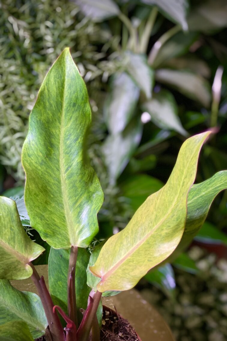 Zdjęcie rosliny doniczkowej Philodendron Orange Marmelade, ujęcie 3
