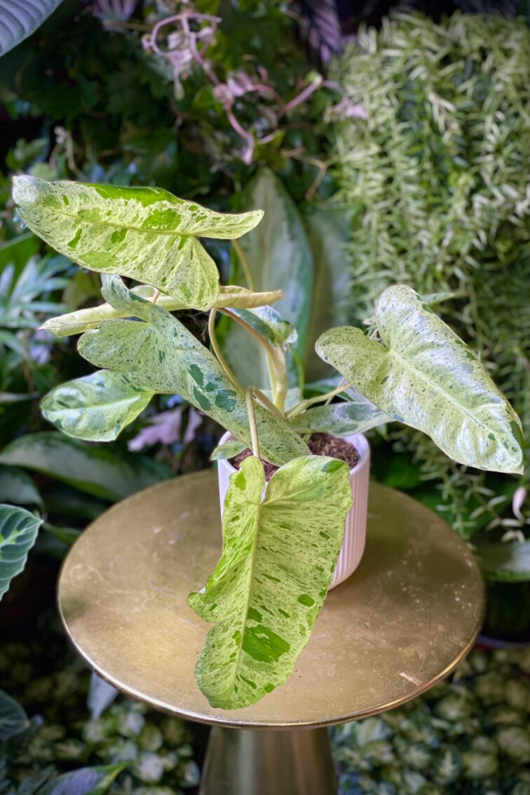 Zdjęcie rosliny doniczkowej Philodendron Paraiso Verde, ujęcie 1