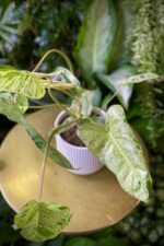 Zdjęcie rosliny doniczkowej Philodendron Paraiso Verde, ujęcie 2