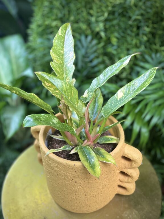 Zdjęcie rosliny doniczkowej Philodendron Ring of Fire, ujęcie 1