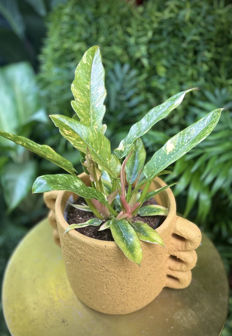 Zdjęcie rosliny doniczkowej Philodendron Ring of Fire, ujęcie 1