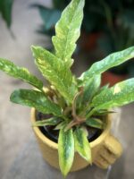 Zdjęcie rosliny doniczkowej Philodendron Ring of Fire, ujęcie 2