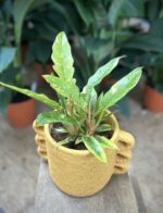 Zdjęcie rosliny doniczkowej Philodendron Ring of Fire, ujęcie 3