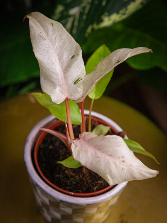 Zdjęcie rosliny doniczkowej Philodendron Snowdrift, ujęcie 1
