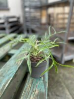 Zdjęcie rosliny doniczkowej Philodendron Tortum, ujęcie 1