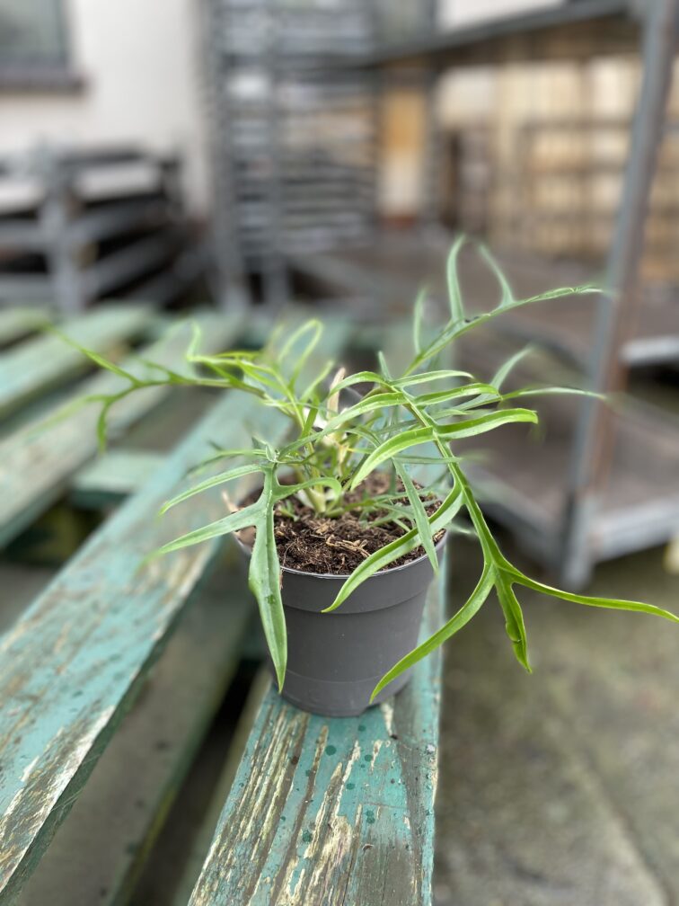 Zdjęcie rosliny doniczkowej Philodendron Tortum, ujęcie 1