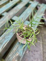 Zdjęcie rosliny doniczkowej Philodendron Tortum, ujęcie 2