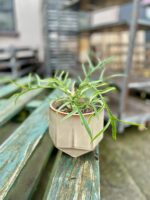Zdjęcie rosliny doniczkowej Philodendron Tortum, ujęcie 3