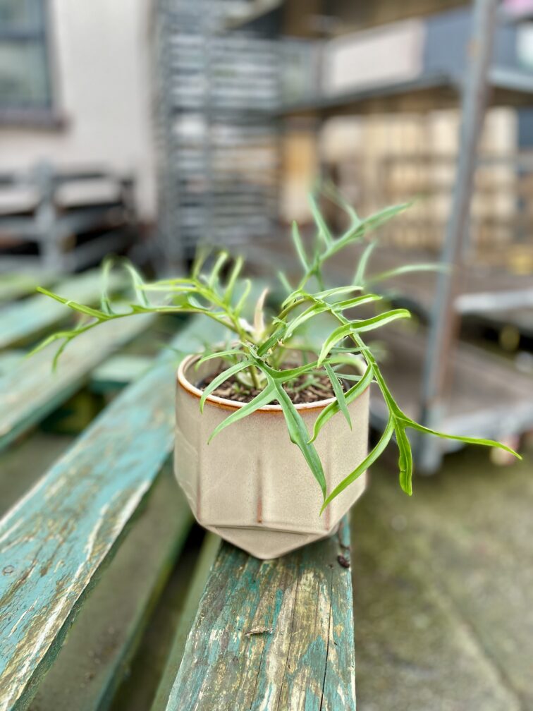Zdjęcie rosliny doniczkowej Philodendron Tortum, ujęcie 3