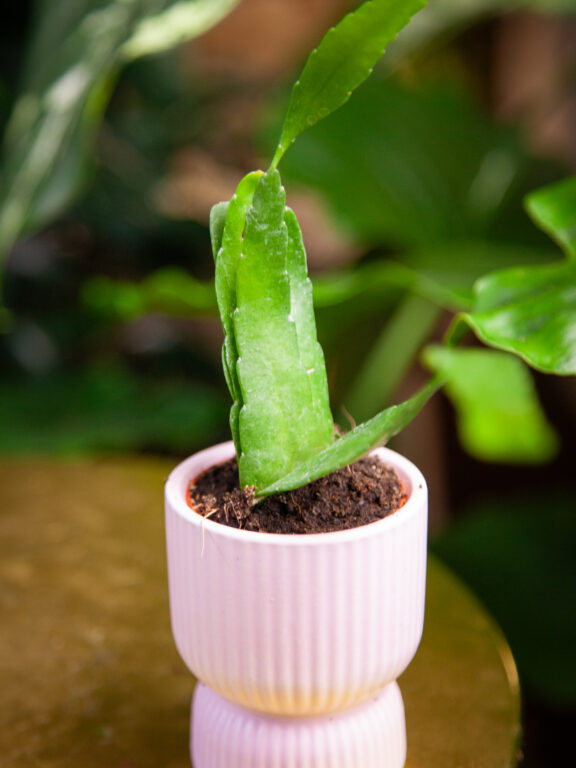 Zdjęcie rosliny doniczkowej Pseudorhipsalis ramulosa Red Coral (rhipsalis), ujęcie 1
