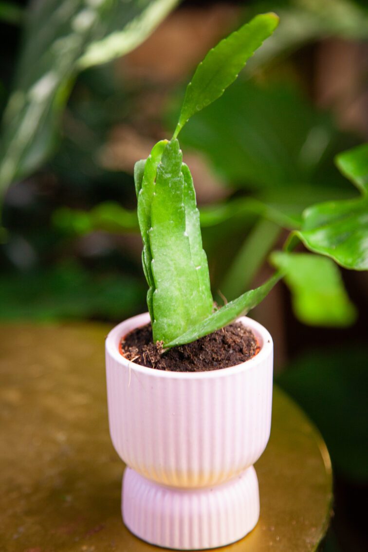 Zdjęcie rosliny doniczkowej Pseudorhipsalis ramulosa Red Coral (rhipsalis), ujęcie 1