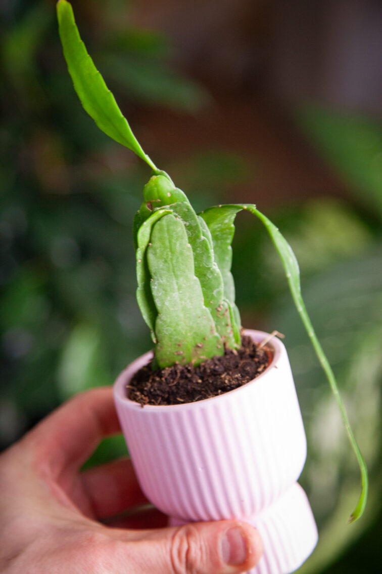 Zdjęcie rosliny doniczkowej Pseudorhipsalis ramulosa Red Coral (rhipsalis), ujęcie 2