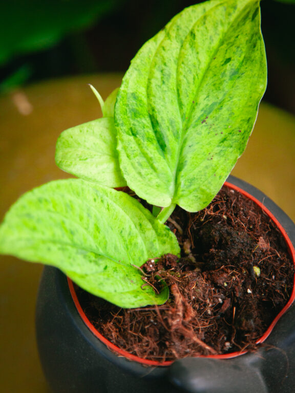 Zdjęcie rosliny doniczkowej Rhaphidophora Korthalsii Marble Aura, ujęcie 1