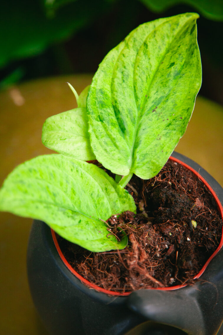 Zdjęcie rosliny doniczkowej Rhaphidophora Korthalsii Marble Aura, ujęcie 1