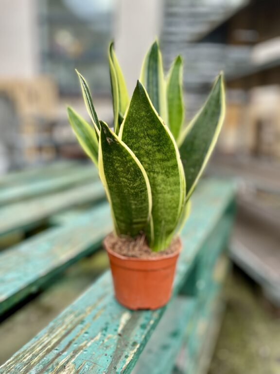 Zdjęcie rosliny doniczkowej Sansevieria trifasciata Canary, ujęcie 1