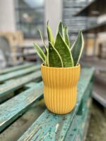 Zdjęcie rosliny doniczkowej Sansevieria trifasciata Canary, ujęcie 2