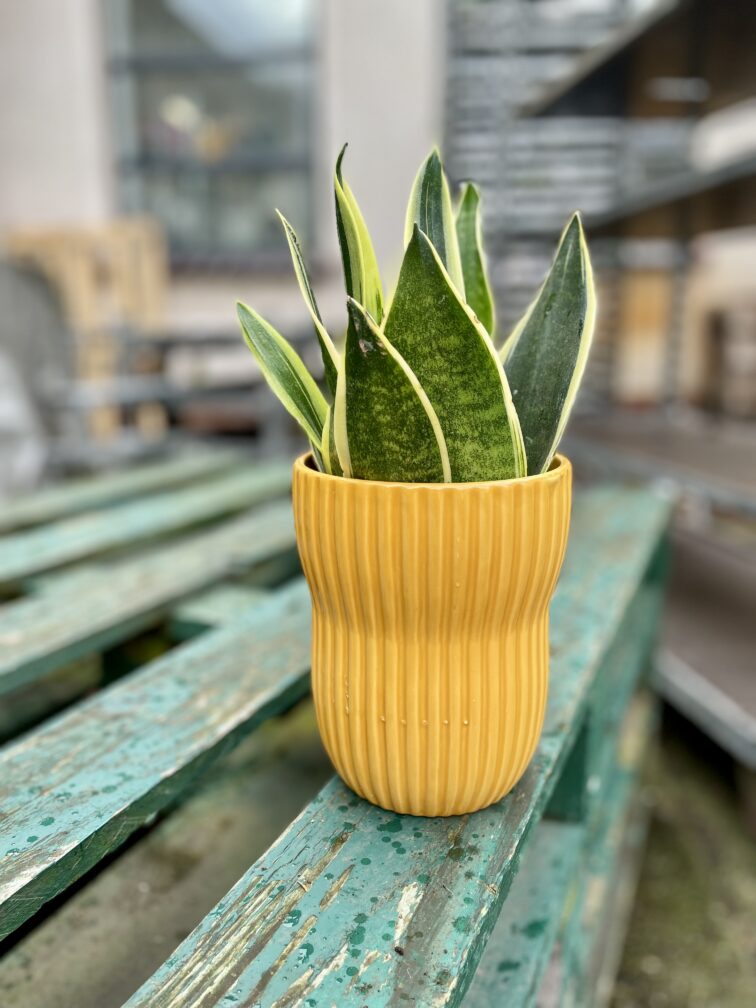 Zdjęcie rosliny doniczkowej Sansevieria trifasciata Canary, ujęcie 2