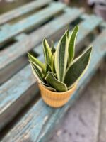Zdjęcie rosliny doniczkowej Sansevieria trifasciata Canary, ujęcie 3