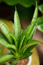 Zdjęcie rosliny doniczkowej Sansevieria trifasciata Pantera, ujęcie 1